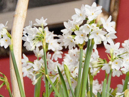 Best bulbs suitable for Indoor Forcing