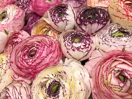 Mysteriously Elegant: Italian Elegance® Ranunculus