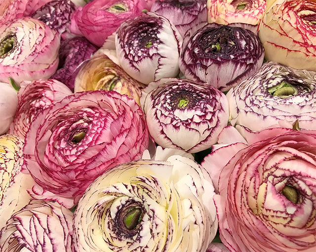 Mysteriously Elegant: Italian Elegance® Ranunculus