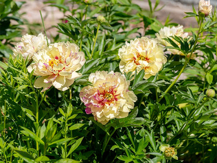 All about Itoh (Intersectional) Peonies