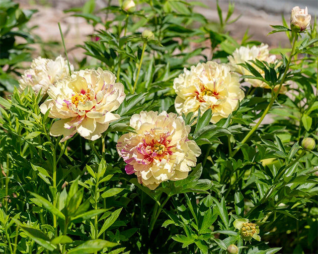 All about Itoh (Intersectional) Peonies