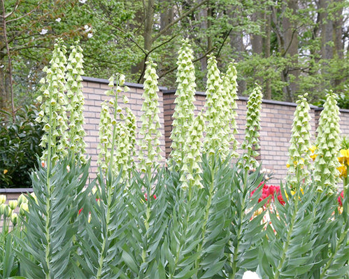 All about Fritillaria persica ‘Ivory Bells’