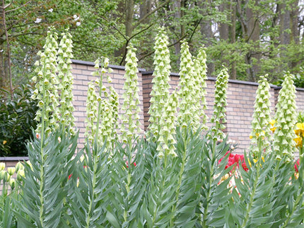 All about Fritillaria persica ‘Ivory Bells’