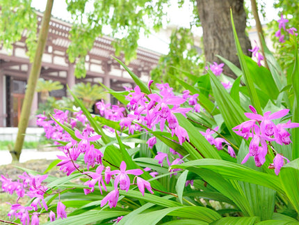 Plants to create your own Japanese garden