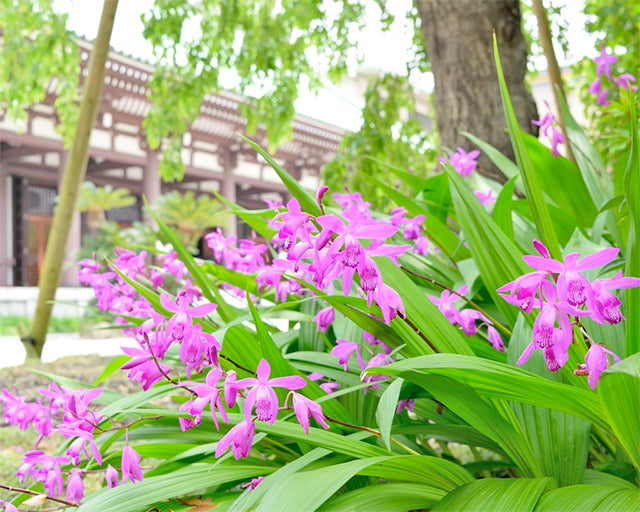 Plants to create your own Japanese garden