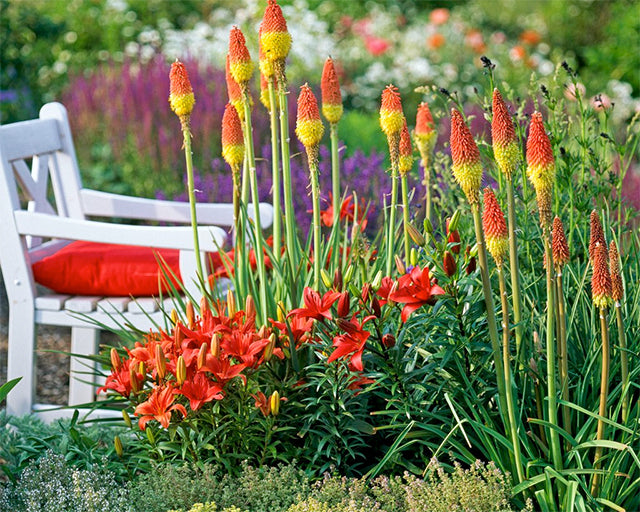 What You Need to Know About Kniphofias - Farmer Gracy's Blog