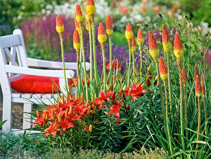 What You Need to Know About Kniphofias