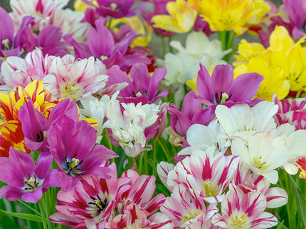 Multi-Flowering Tulips: Bouquets of Blooms