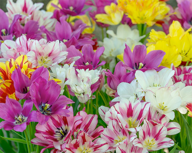 Multi-Flowering Tulips: Bouquets of Blooms