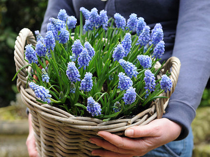 Grape Hyacinths: The Versatile Spring Standby You Absolutely Should Have