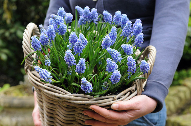 Grape Hyacinths: The Versatile Spring Standby You Absolutely Should Have