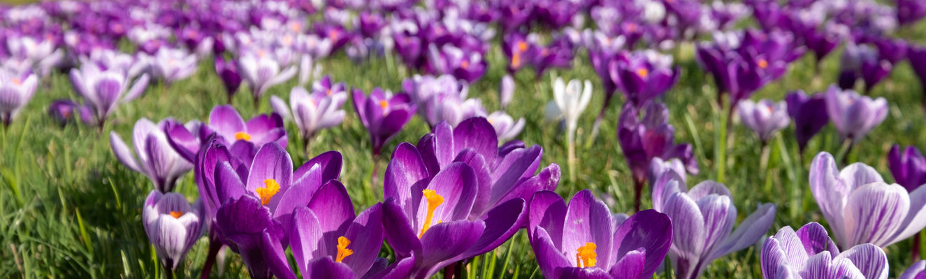 Guide to planting and naturalising flower bulbs in grass