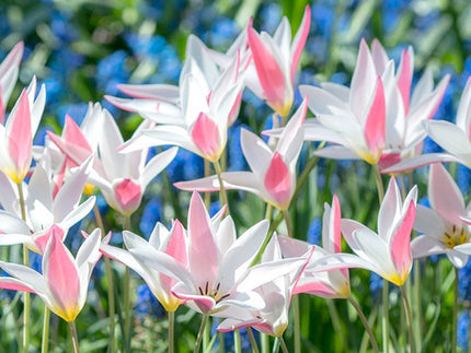 Best naturalising Bulbs for a beautiful English garden