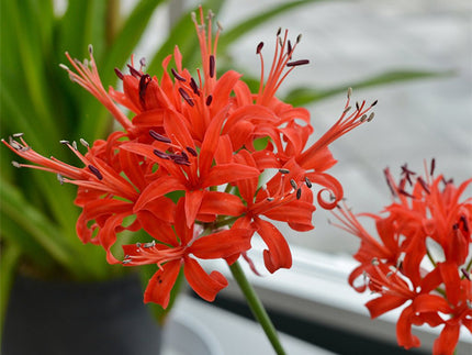 Nerines! All about Nerine Bulbs