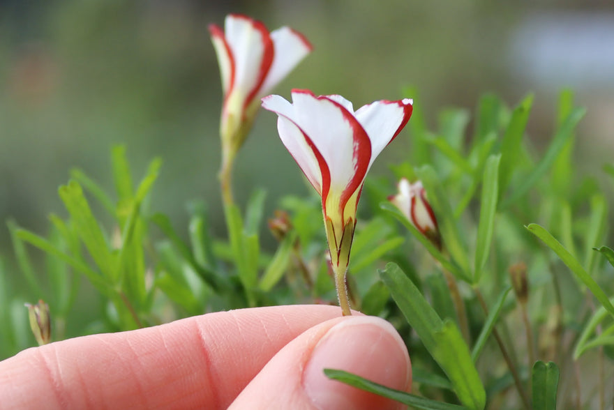 Oxalis (autumn)