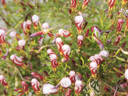 All about Oxalis versicolor, the Candy Cane Sorrel