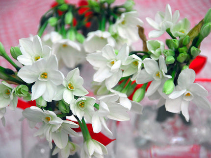 Growing Paperwhite Narcissi: A Worldwide Favourite