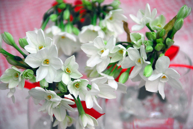 Growing Paperwhite Narcissi: A Worldwide Favourite