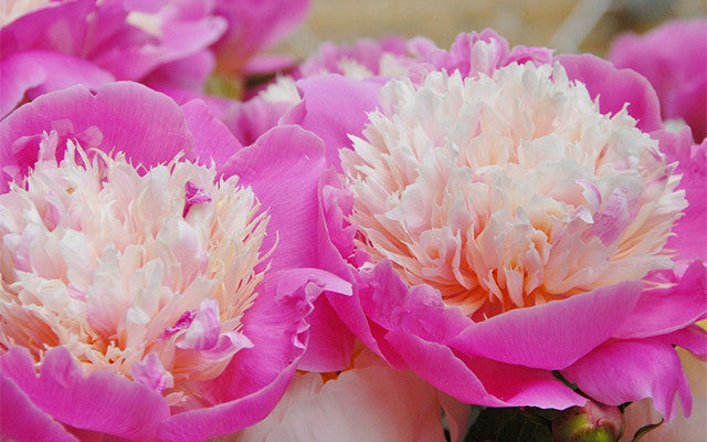 Peonies! All about Peony Bare Roots