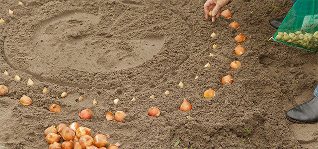 Planting bulbs for stress relief