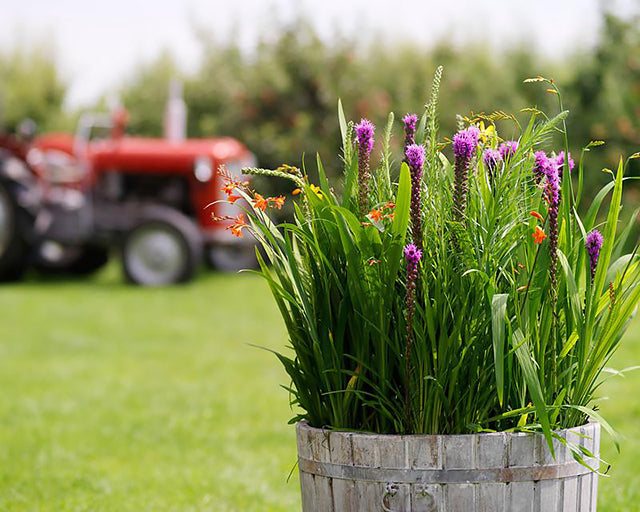 8 Great Plant Combinations for your Summer Garden