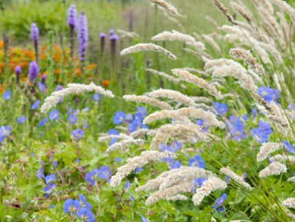 Top tips and plants for clay soil gardens