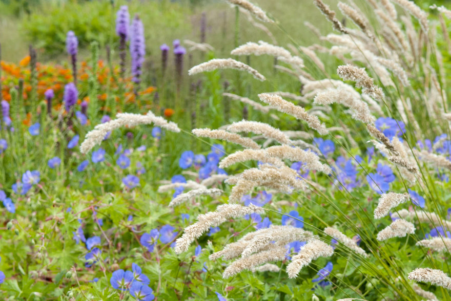 Top tips and plants for clay soil gardens