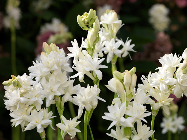 Growing Polianthes or Tuberose Bulbs for a Fragrant Garden