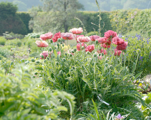 Papaver — Tops of the poppies!
