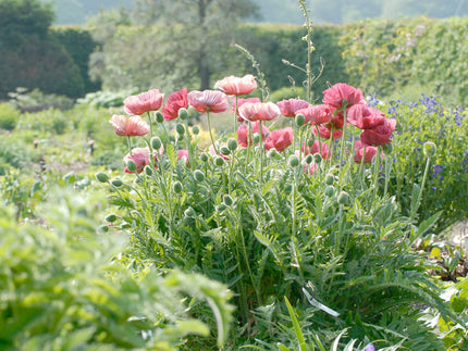 Papaver — Tops of the poppies!