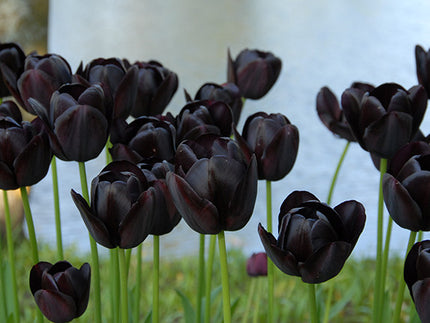 Tulip Queen of Night: Garden Royalty