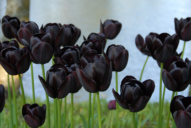 Tulip Queen of Night: Garden Royalty