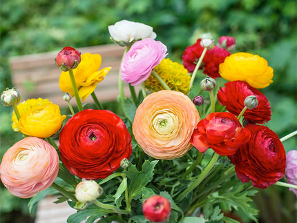 Ranunculi! All About Growing Ranunculus Bulbs