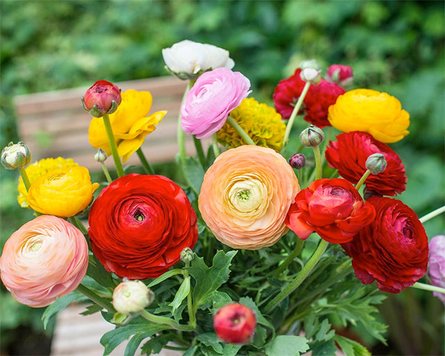 Small Rannculus Ranunculi! All About Growing Ranunculus Bulbs - Farmer Gracy's Blog