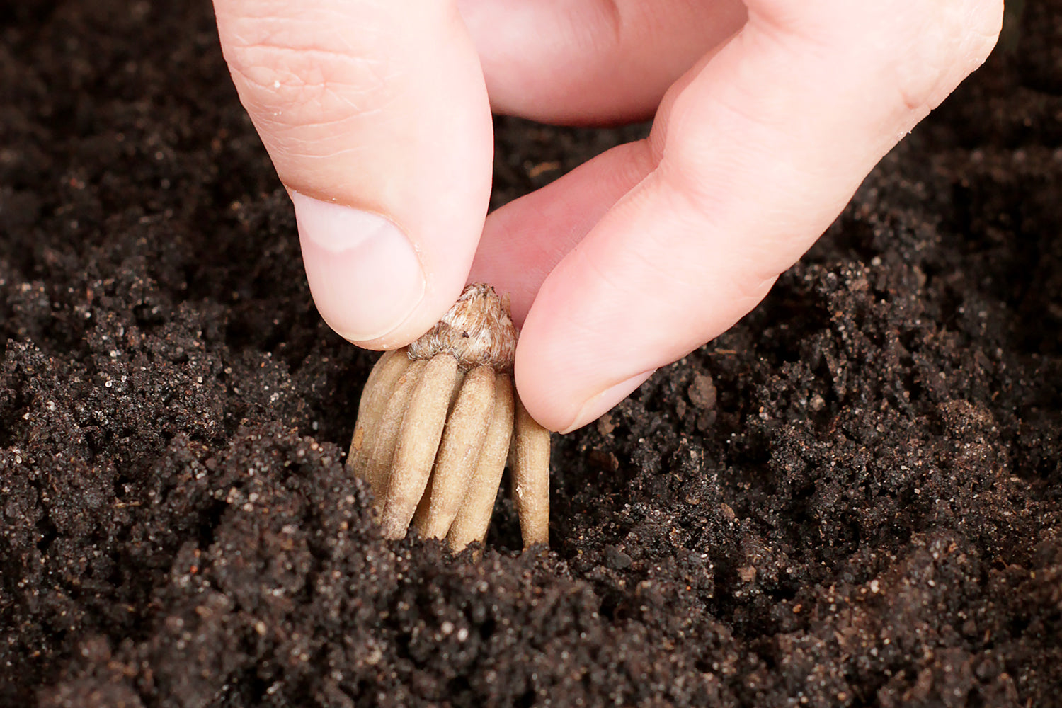 How To Plant Ranunculus Ranunculus planting instructions / How to plant Ranunculus bulbs ...