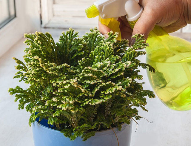 Rose of Jericho (Resurrection Plant): Steeped in Legend