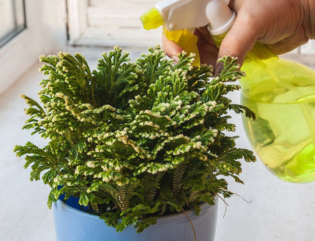 Rose of Jericho (Resurrection Plant): Steeped in Legend