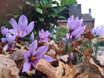 Saffron Crocus: a spicy beauty with a fascinating story