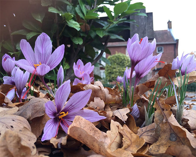 Saffron Crocus: a spicy beauty with a fascinating story