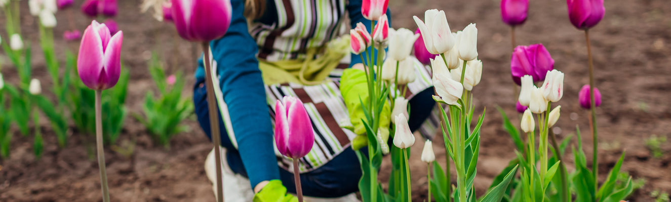 Flower bulbs — a guide to bulb planting and care