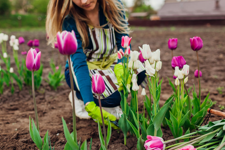 Flower bulbs — a guide to bulb planting and care
