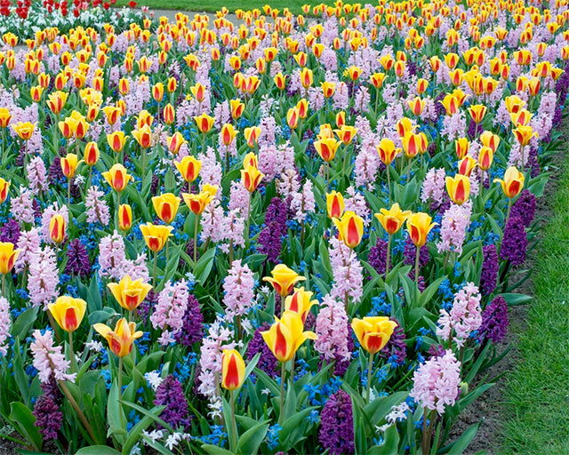 15 winning Spring Bulb planting combinations - Farmer Gracy's Blog