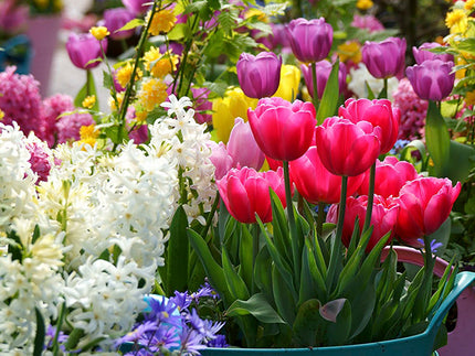 The 10 Best Spring Flowering Bulbs