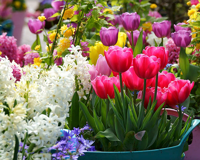 The 10 Best Spring Flowering Bulbs Farmer Gracy's Blog