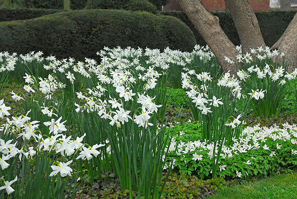 Narcissus Thalia: Snow White Queen of the Spring
