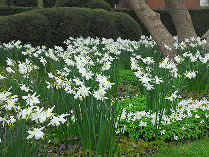 Narcissus Thalia: Snow White Queen of the Spring