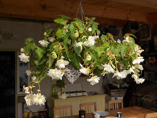 The Best Trailing Begonias for Hanging Baskets
