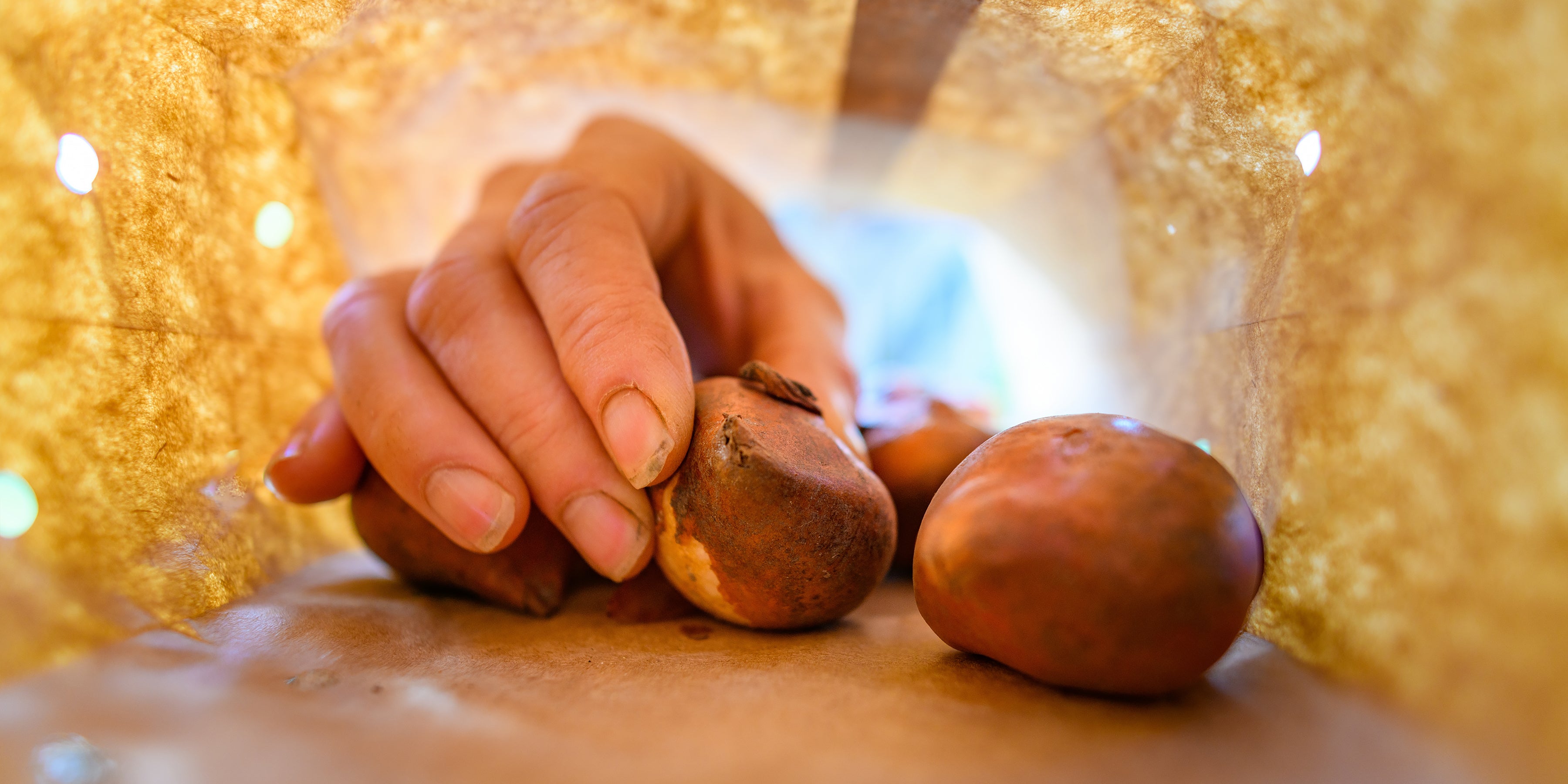 How to store flower bulbs in the UK? 🌰 A complete guide by Farmer Gracy