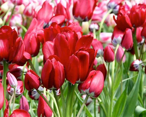 Light up your garden with Tulip 'Fiery Club'