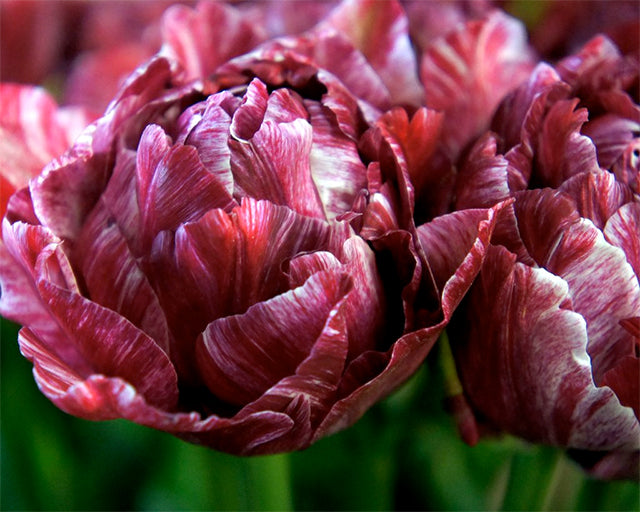 All about Tulip ‘Nachtwacht’ (Night Watch)